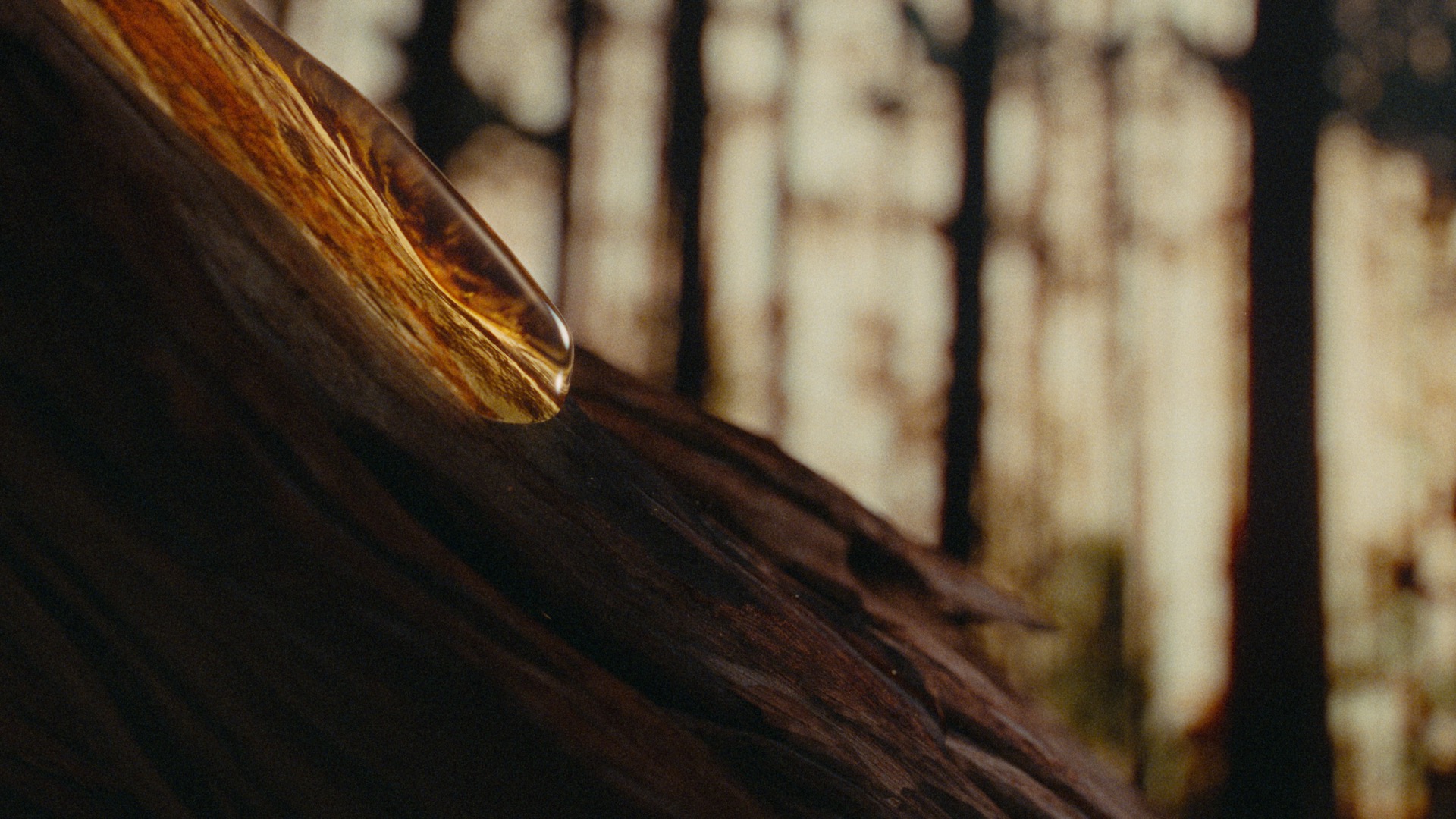 Almajed Boisée KV 3